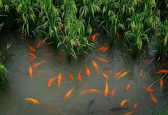 稻田养鱼一亩能养多少鱼？