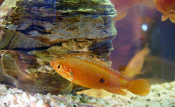 红宝石鱼卵几天能孵化出来？