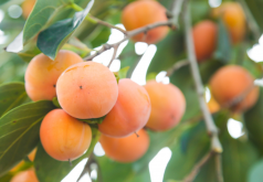 柿子树的种植和栽培介绍