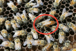 <b>蜜蜂蜂王发育过程和特点讲解</b>