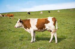 <b>西门塔尔牛能长到多少公斤？</b>