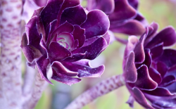 <strong>紫罗兰常见的花语有哪些？</strong>