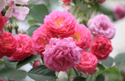 蔷薇有哪些特点，家中栽种需要注意哪些？