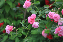 蔷薇在我国的种植历史和文献记载，蔷薇的种植与修剪介绍