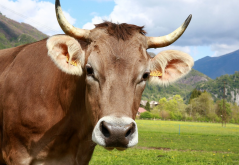 牛角对牛有什么作用？