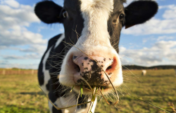 在奶牛场经营过程中制定计划的方法都有哪些？