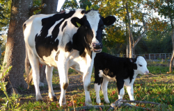 母牛分娩后的饲养管理有哪些注意事项？