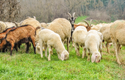 羊创伤性网胃炎症状和治疗方法有哪些？