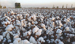 <b>我国棉花业务的经营特点和观念是什么？</b>