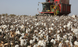 <b>亩产百斤皮棉需要肥料中的多少氮，磷，钾和水分？</b>