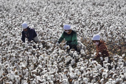 <b>棉花加工厂为社么不可以直接向棉农直接购买棉花？</b>