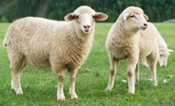 夏季养羊的几种常见病有哪些？