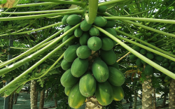 木瓜的生长周期多久，有哪些营养价值?