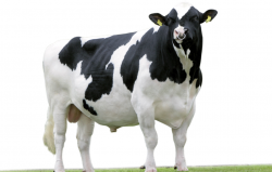 每天奶牛的挤奶次数最好几次，有哪些注意事项？