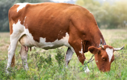 成牛奶牛一天产奶量有多少，如何才能增产？