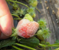 温室草莓灰霉病的防治技术