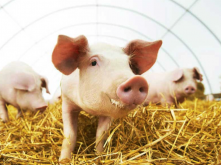 生长激素可以加入到猪饲料中吗，有什么好处?