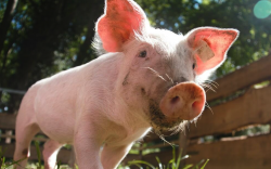 <b>猪饲料中加入复合酶制剂有哪些好处，怎么使用?</b>