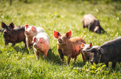 仔猪体内源酶分泌量不足有哪些症状，如何进行防治？