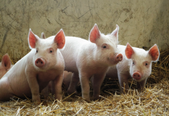 <b>猪在什么阶段增肉量是最快的，需要提供哪些营养补充？</b>