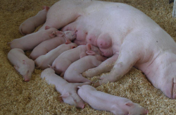 <b>母猪带仔的时期对饲料有哪些要求，如何补充营养和产奶量?</b>