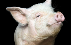 <b>山梨酸是什么，可以用来保存猪饲料吗，需要注意什么?</b>