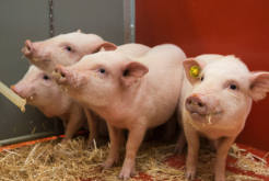 <b>猪出现皮肤不完全角质化症是什么原因，如何治疗?</b>
