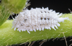 <b>棉蚧是什么害虫，对于棉花种植有哪些影响？</b>