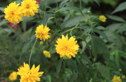重瓣金光菊如何进行栽培，需要注意什么？
