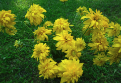 重瓣金光菊有什么生态习性，对光照和温度有哪些要求？