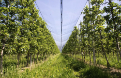 苹果园可以铺设遮阳网吗，有哪些好处？