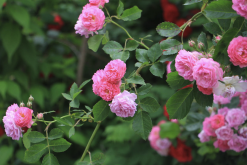 粉团蔷薇有哪些繁殖方式？