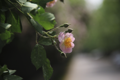 <strong>粉团蔷薇的种子如何培育，需要什么条件？</strong>