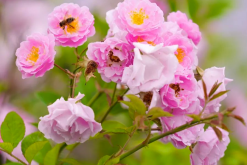 <b>粉团蔷薇是什么植物，有什么样的形态特点？</b>