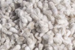 <b>棉籽有哪些用途和价值?</b>