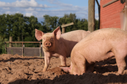 母猪的肉质味道和公猪的有什么区别？