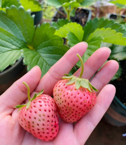 <b>冬季草莓养护方法</b>