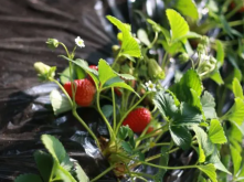 <b>冬季自己在家怎么用盆子种草莓</b>