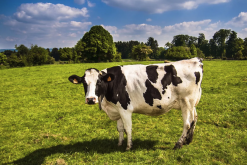 牛有几个胃，功能都是什么?
