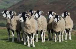 发展养羊事业需要准备哪些条件?