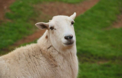 绵羊缺磷有哪些表现症状？