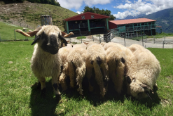加仑羊的生长周期多久，对饲料有什么要求？