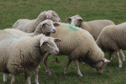 瘤螨出现在羊身上应该怎么去除？