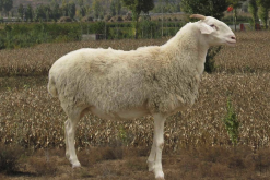 大尾寒羊生产多胎需要注意什么？