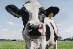 <b>怎么辨别牛饲料中的感染性蛋白质饲料?</b>