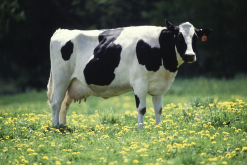 <b>牛感染口蹄疫的致死率有多高？</b>