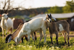 繁殖季节在羊舍配种的好处？