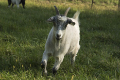 <b>繁殖季节公羊母羊一起放牧有什么好处？</b>