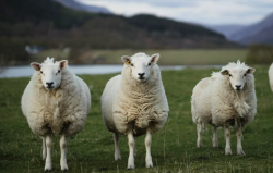 热带地区和寒带地区羊的体貌特征有什么不同?