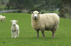 <b>引进新品种羊需要考察的生态条件有哪些?</b>